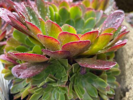 Semponium 'Sienna' 