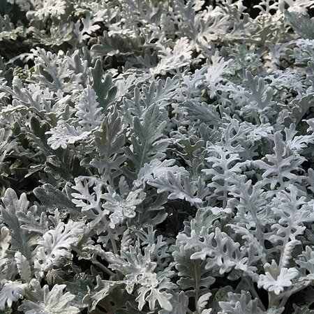 Senecio 'Silver Dust' - Photo by David J. Stang (CC BY-SA 4.0)