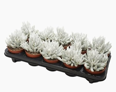 Senecio 'Mont Blanc' - Image courtesy of Pannebakker