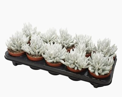 Senecio 'Mont Blanc' - Image courtesy of Pannebakker