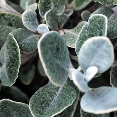 Senecio Walberton 'Silver Dormouse' - Extract of image here under fair use