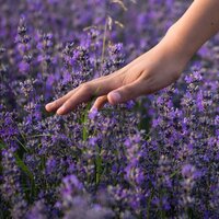 Sensory Garden Collection