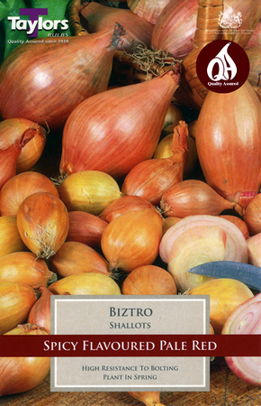 12 Shallot Biztro - Image courtesy of Taylors Bulbs