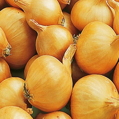 Shallot 'Golden Gourmet'