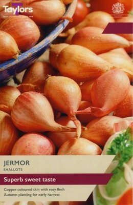 Shallot 'Jermor'