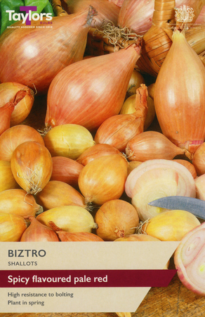 Shallot Biztro - Image courtesy of Taylors Bulbs