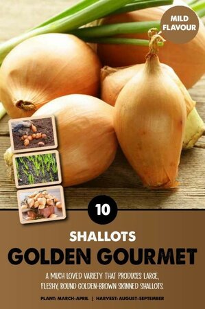 Shallots 'Golden Gourmet' - Image courtesy of Kapiteyn