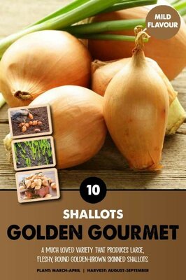Shallots 'Golden Gourmet' - Image courtesy of Kapiteyn
