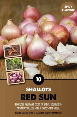 Shallots 'Red Sun' - Image courtesy of Kapiteyn