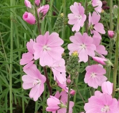 Sidalcea 'Shimmer' (2L pot)