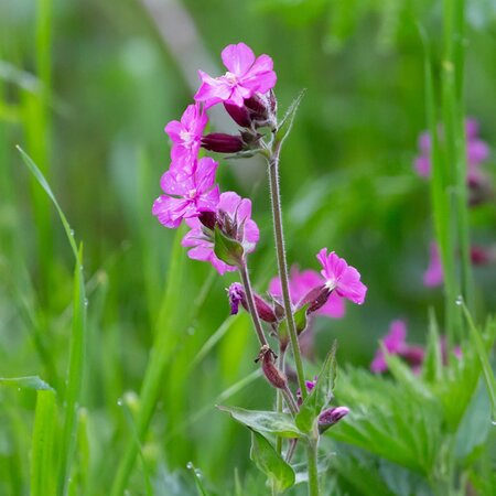 Silene “Rollies Favorite” - Image by TheOtherKev from Pixabay 