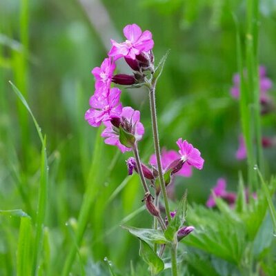 Silene 'Rolly's Favourite' - Image by TheOtherKev from Pixabay 