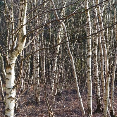Silver Birch (Betula pendula) 60-80cm Bare Root