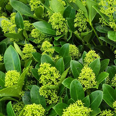 Skimmia 'Finchy' - Photo taken at Ardcarne Garden Centre, Boyle, 17/09/2026
