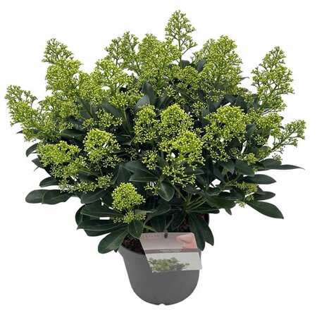 Skimmia 'Finchy' - Image courtesy of Plantline