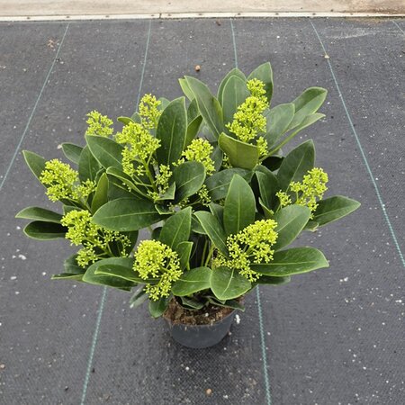 Skimmia 'Finchy' - Image courtesy of Plantline