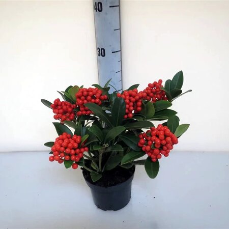 Skimmia 'O'Berries Red' - Image courtesy of Plantline