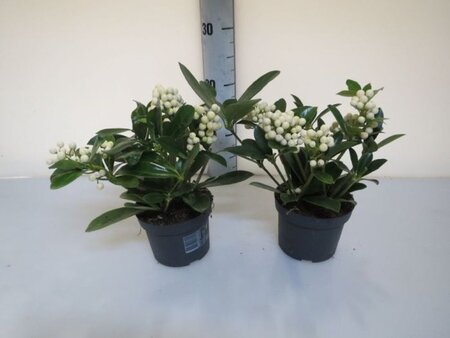 Skimmia 'O' Berries' white - Image courtesy of Pannebakker