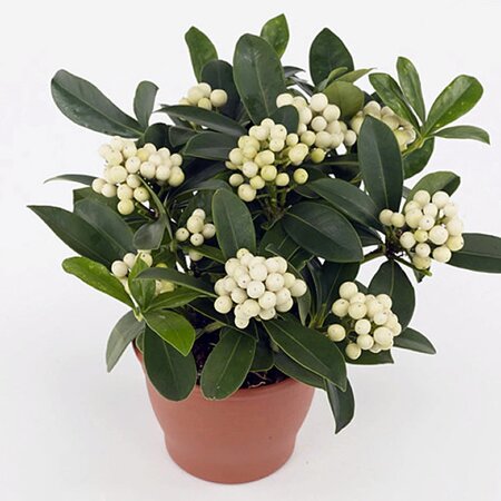 Skimmia 'O'Berries White' - Image courtesy of Plantline