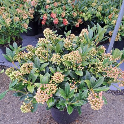 Skimmia Japonica 'Pabella' (12L pot)
