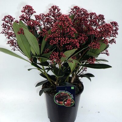 Skimmia Japonica 'Pabella' (1.5L pot)