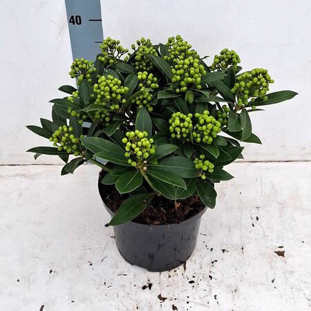 Skimmia 'Pabella' - Image courtesy of Plantline
