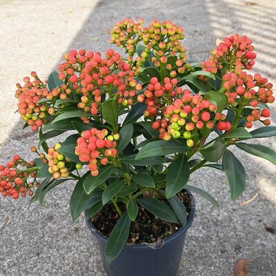Skimmia japonica 'Pabella' (2L pot)