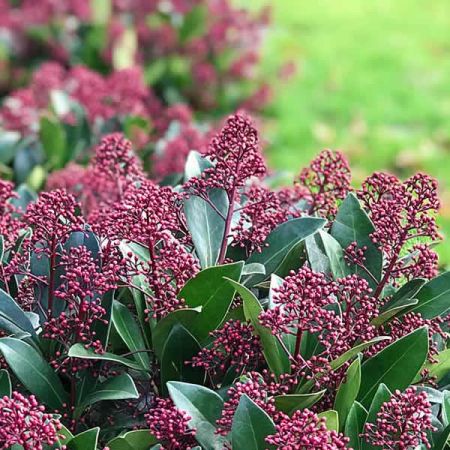 Skimmia Jap. Rubella (5L pot)