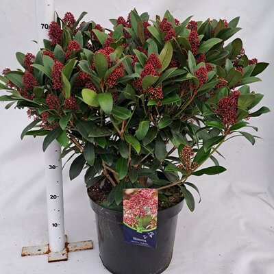 Skimmia 'Rubella' - Image courtesy of Plantline