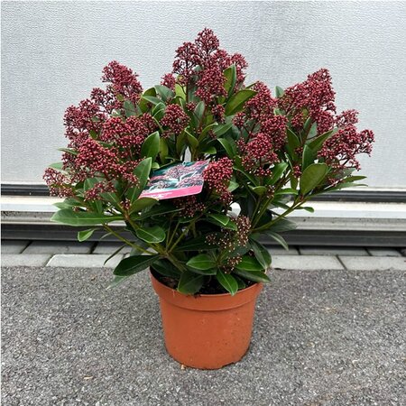 Skimmia 'Rubella' - Image courtesy of Plantline