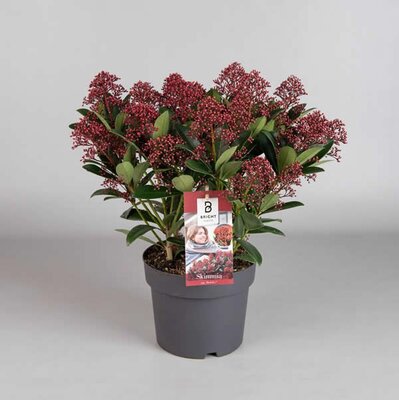 Skimmia japonica 'Rubella' (3L pot)