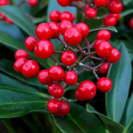 Skimmia japonica Pabella (5L pot) - image 3