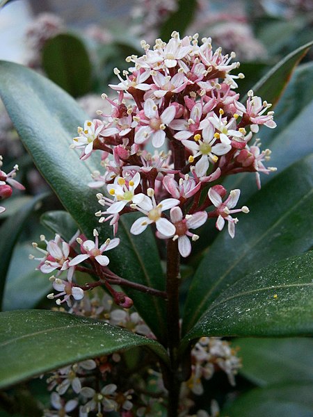 Skimmia 'Rubella' (2L pot)