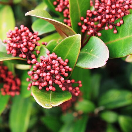 Skimmia japonica “Rubella” - Image by armennano from Pixabay 