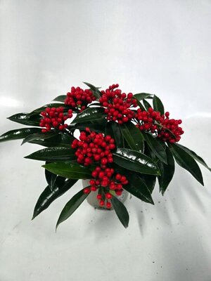 Skimmia Reevesiana - Image courtey of Impulse Plants