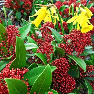 Skimmia Rubella (1.5L pot)