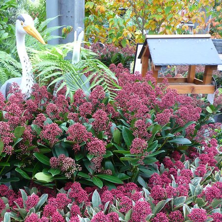 Skimmia Rubella (paired here with skimmia 'perosa - front) - Photo taken at AGC 10/10/2025