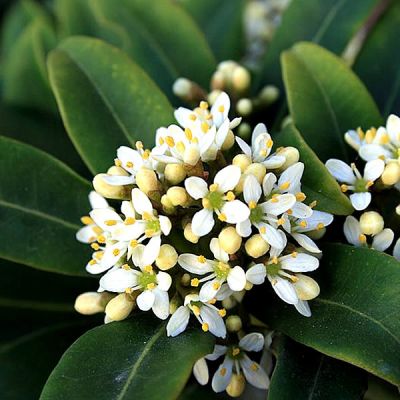 Skimmia “Snow White” - Photo by Sten Porse (CC BY-SA 3.0)