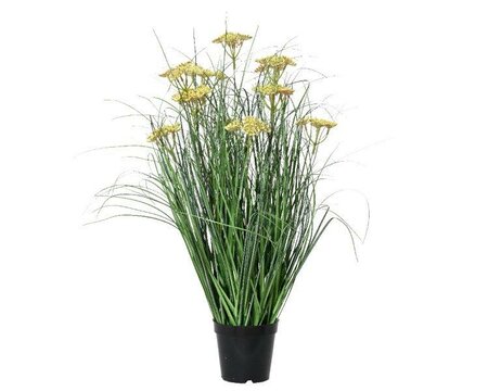 Small Clinopodium urticifolium in pot
