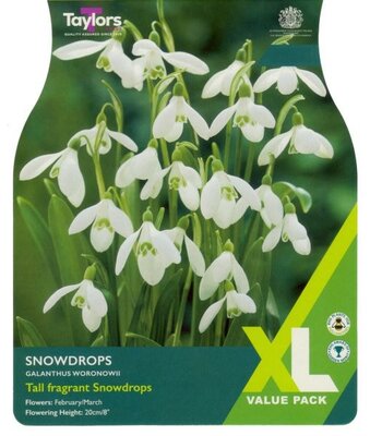 Snowdrops XL - Image courtesy of Taylor's Bulbs