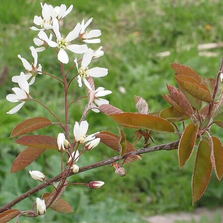 Snowy mespilus (Amelanchier lamarkii) 60-80cm Bare Root