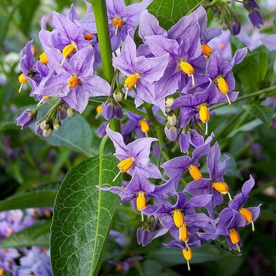 Solanum Crispum 'Glasnevin' - Photo by Jonathan Billinger (CC BY-SA 2.0)