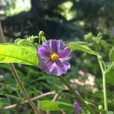 Solanum Glasnevin Blue (3L pot)