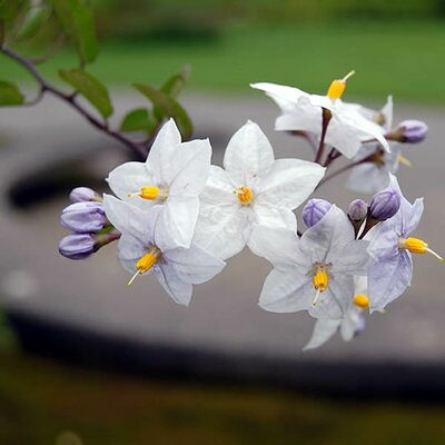 Solanum bleu - Photo by Rl (GFDL)
