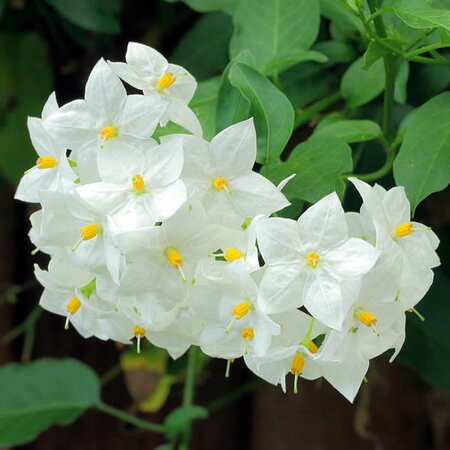 Solanum jasminoides 'Album' (3L pot)