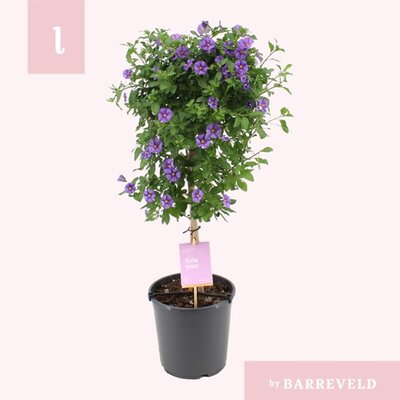 Solanum rantonnetii 'Blue' standard - Image courtesy of Impulse Plants