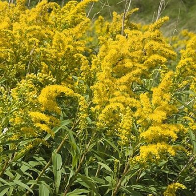 Solidago 'Goldkind' - Photo by Oliver Pichard