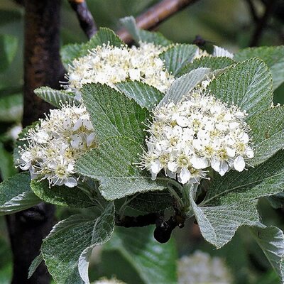 Sorbus 'Majestica' - Photo by SABENCIA Guillermo César Ruiz (CC BY-SA 4.0)
