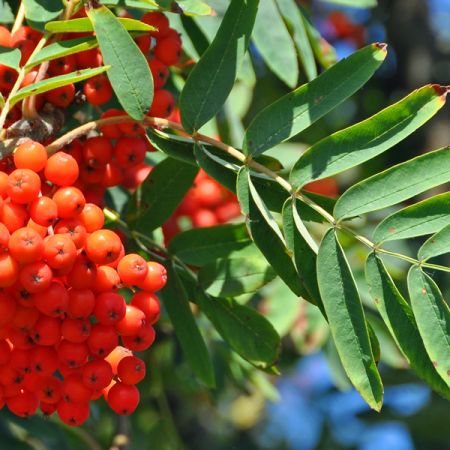 Sorbus Aucuparia - Ardcarne Garden Centre | Roscommon & Boyle