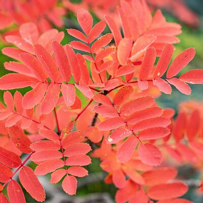 Sorbus 'Autumn Spire' (10L pot)